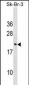 CNIH3 Antibody (N-term)